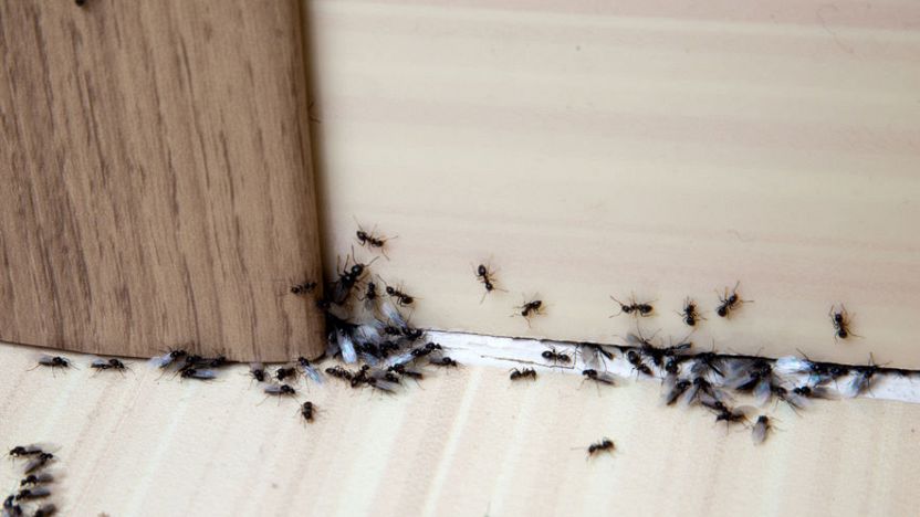 Disinfestazione formiche, scarafaggi e altri parassiti!